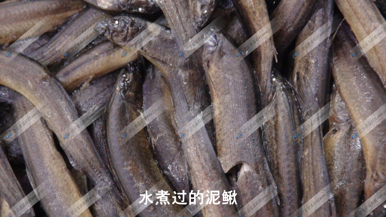 水煮過(guò)的泥鰍-去除體表粘液-采泥鰍肉-贛云機(jī)械