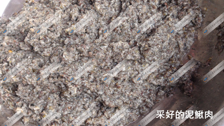 采取的泥鰍肉-魚(yú)肉采取機(jī)-贛云機(jī)械
